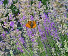 health and beauty Lavanda Essential oil and Lavanda Water toner