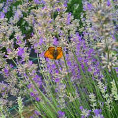 health and beauty Lavanda Essential oil and Lavanda Water toner