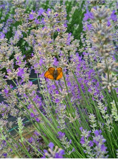 health and beauty Lavanda Essential oil and Lavanda Water toner