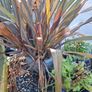 Plants and Glazed pots Image 7