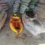 Huge selection of single and family kayaks Image 4