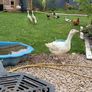 geese Image 2