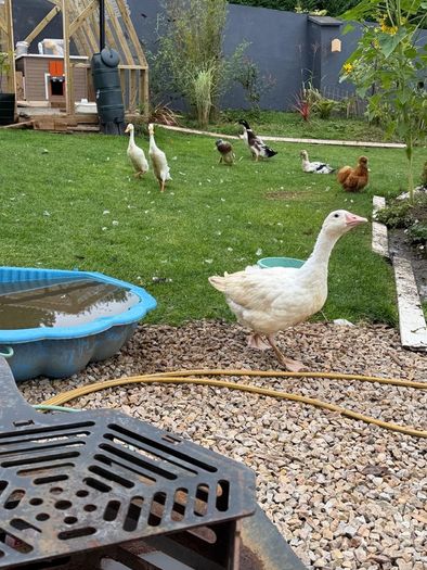 2 female geese