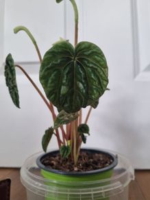 Peperomia caperata emerald plant
