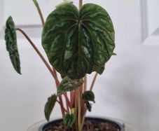 Peperomia caperata emerald plant