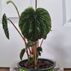 Peperomia caperata emerald plant