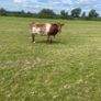 Breeding Heifers Image 2