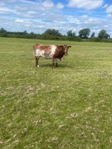 Breeding Heifers