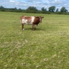 Breeding Heifers