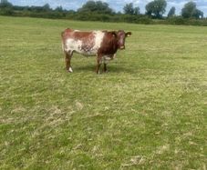 Breeding Heifers