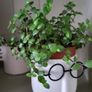 Turtle Vine. Tradescantia Callisia repens.House plant. Image 2