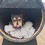 Oak barrel dog kennel Image 7