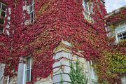 Virginia Creeper Two Euros