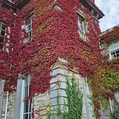 Virginia Creeper Two Euros