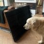 Large Dog Cage Image 3