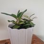 hoya burtoniae variegated Image 2