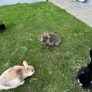 Baby Rabbits Image 6