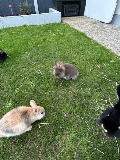Baby Rabbits
