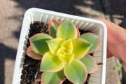 plant