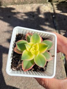 plant