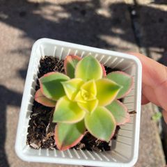 plant
