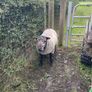 Rams Image 2