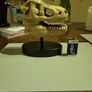 Dinosaur skull model Image 5