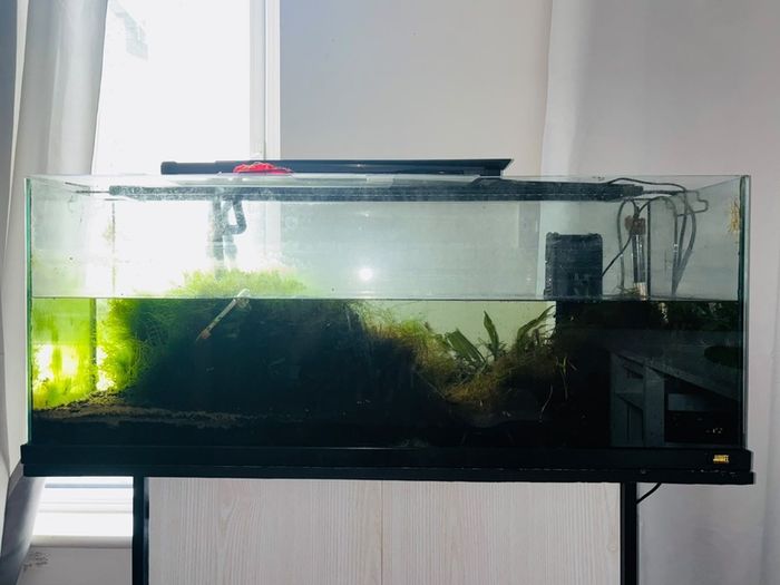 fish tank aquarium