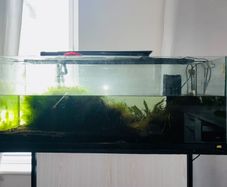 fish tank aquarium