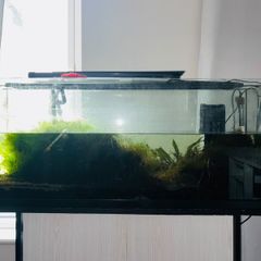 fish tank aquarium
