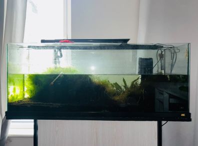 fish tank aquarium
