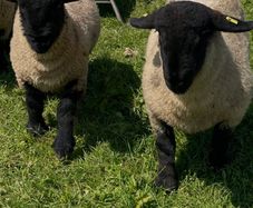 Pedigree Suffolk rams