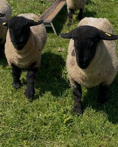 Pedigree Suffolk rams
