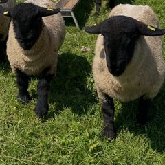 Pedigree Suffolk rams