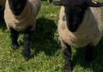 Pedigree Suffolk rams