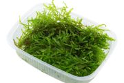 Vesicularia montagnei 'Christmas Moss'