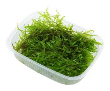 Vesicularia montagnei 'Christmas Moss'