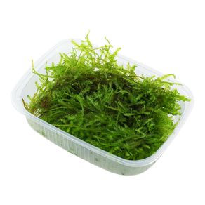 Vesicularia montagnei 'Christmas Moss'