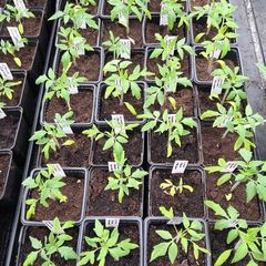 Tomato Plants