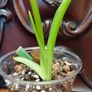 Philodendron Jose Buono Image 3