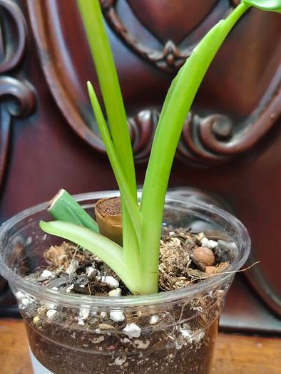 Philodendron Jose Buono
