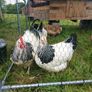 Rainbow hen hatching eggs Image 3