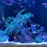 1000L Marine fish tank Image 7