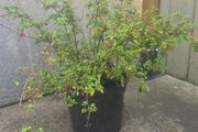 Fuchsia mini