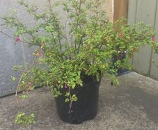 Fuchsia mini