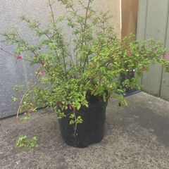 Fuchsia mini