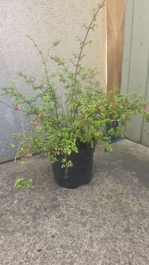 Fuchsia mini