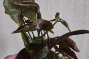 Syngonium Maria plant