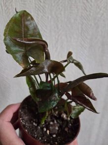 Syngonium Maria plant