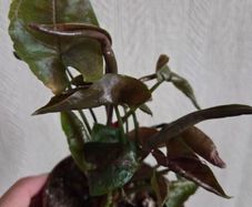 Syngonium Maria plant